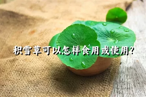 积雪草可以怎样食用或使用?