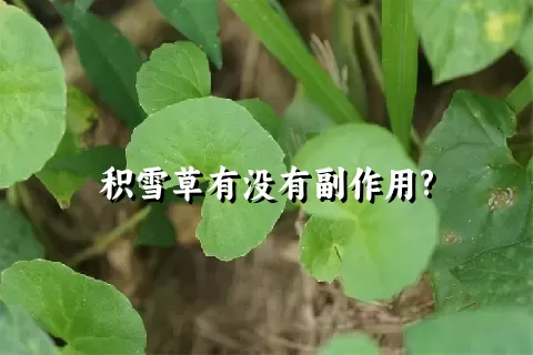 积雪草有没有副作用?