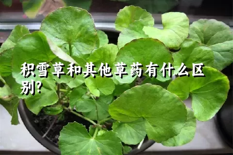 积雪草和其他草药有什么区别?