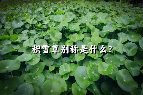 积雪草别称是什么？