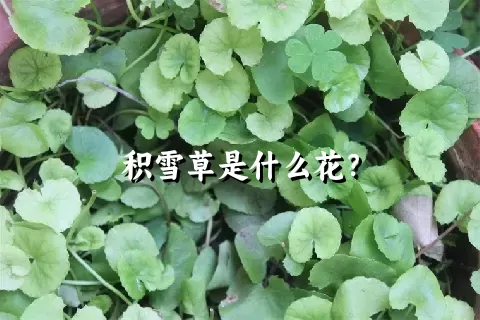 积雪草是什么花？