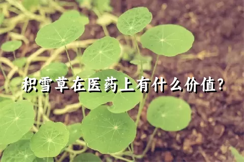 积雪草在医药上有什么价值？