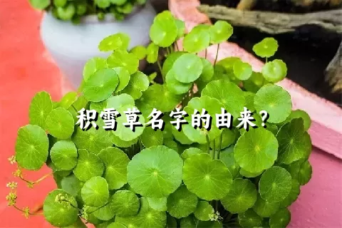 积雪草名字的由来？