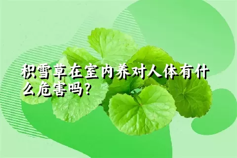 积雪草在室内养对人体有什么危害吗？