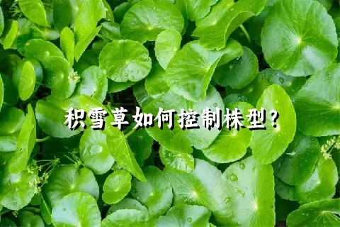 积雪草如何控制株型？