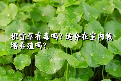 积雪草有毒吗？适合在室内栽培养殖吗？