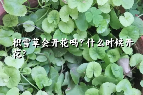 积雪草会开花吗？什么时候开花？