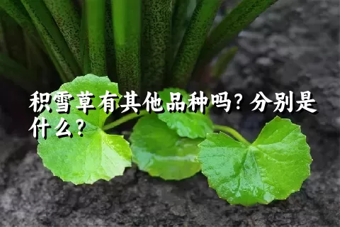 积雪草有其他品种吗？分别是什么？