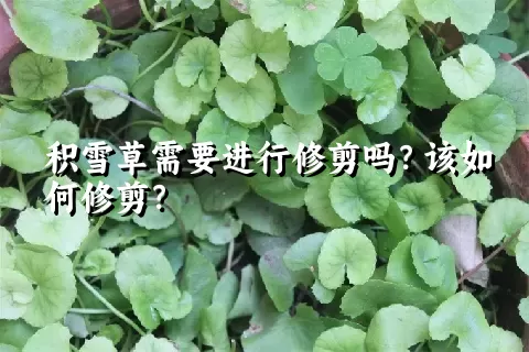 积雪草需要进行修剪吗？该如何修剪？