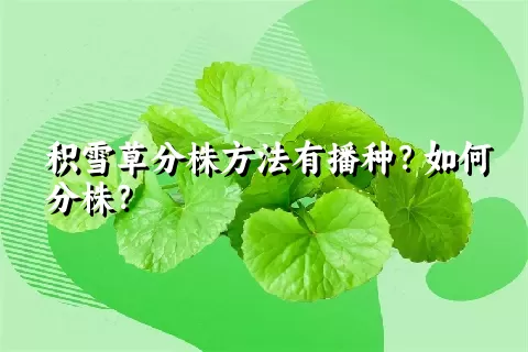 积雪草分株方法有播种？如何分株？