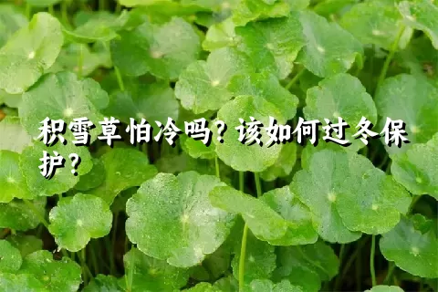 积雪草怕冷吗？该如何过冬保护？