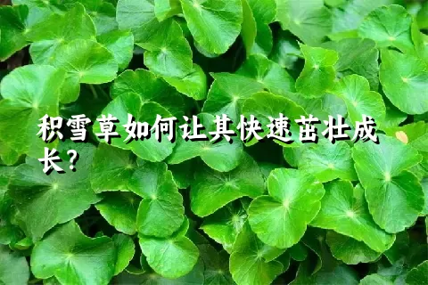 积雪草如何让其快速茁壮成长？