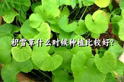 积雪草什么时候种植比较好？