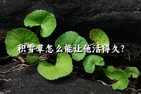 积雪草怎么能让他活得久？