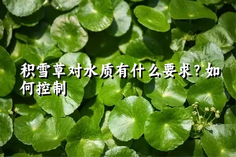 积雪草对水质有什么要求？如何控制