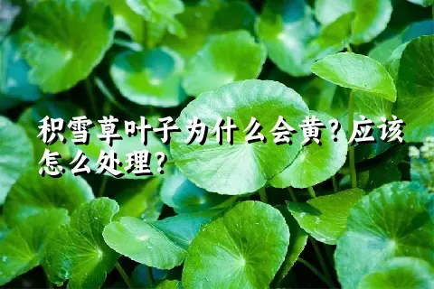 积雪草叶子为什么会黄？应该怎么处理？