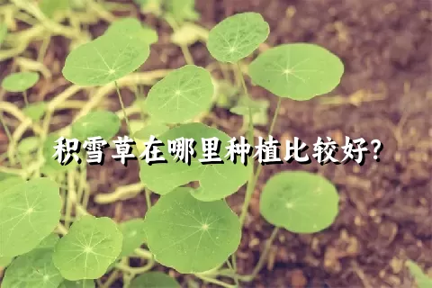 积雪草在哪里种植比较好？