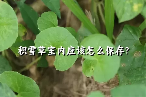 积雪草室内应该怎么保存？