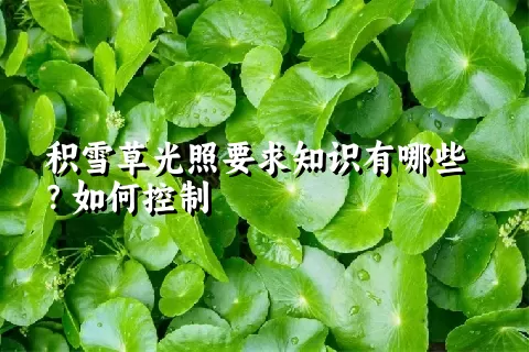 积雪草光照要求知识有哪些？如何控制