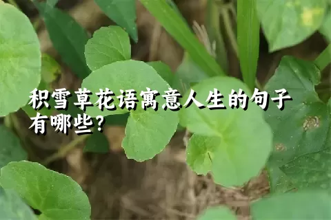 积雪草花语寓意人生的句子有哪些？