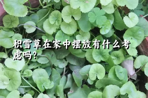 积雪草在家中摆放有什么考虑吗？