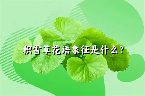 积雪草花语象征是什么？