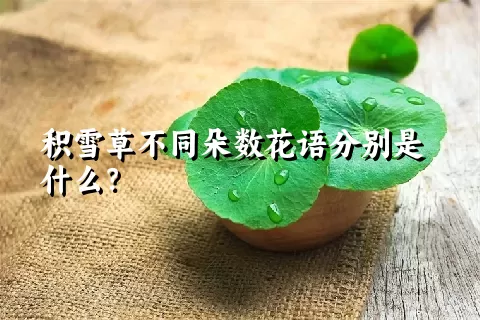 积雪草不同朵数花语分别是什么？