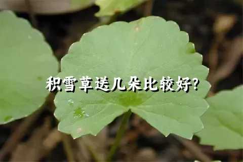 积雪草送几朵比较好？