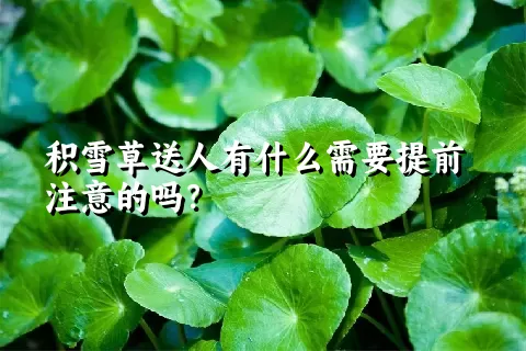 积雪草送人有什么需要提前注意的吗？