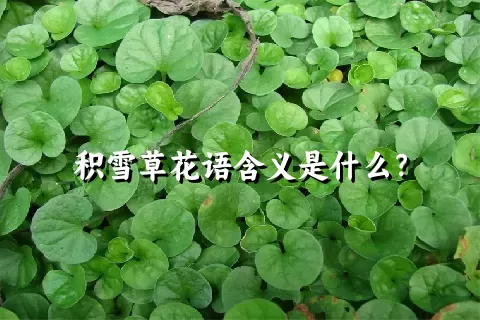 积雪草花语含义是什么？