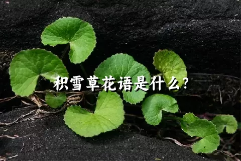 积雪草花语是什么？