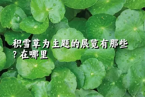 积雪草为主题的展览有那些？在哪里