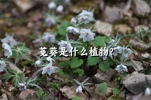 菟葵是什么植物？