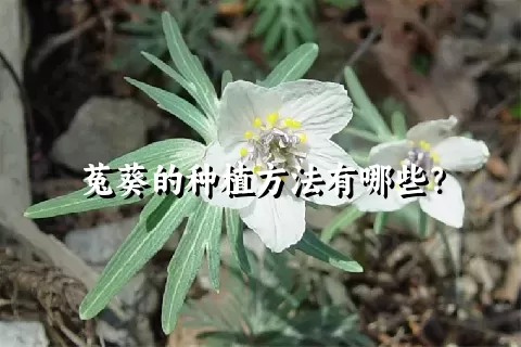 菟葵的种植方法有哪些？