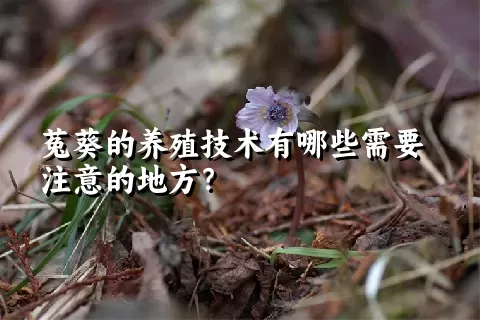 菟葵的养殖技术有哪些需要注意的地方？