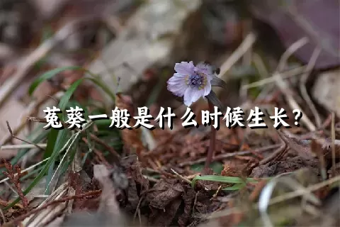 菟葵一般是什么时候生长？