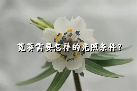 菟葵需要怎样的光照条件？