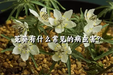 菟葵有什么常见的病虫害？