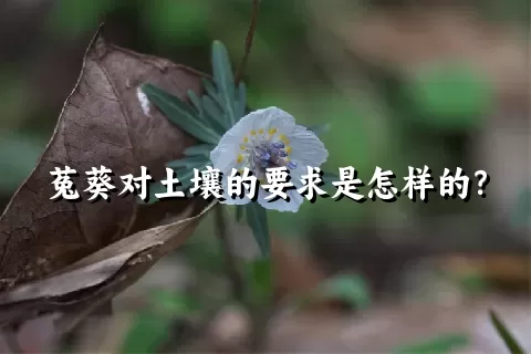 菟葵对土壤的要求是怎样的？