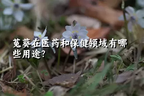 菟葵在医药和保健领域有哪些用途？