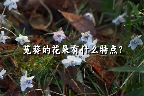 菟葵的花朵有什么特点？