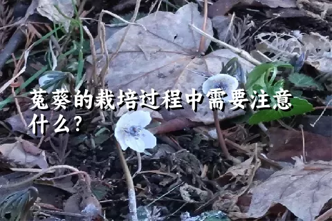 菟葵的栽培过程中需要注意什么？