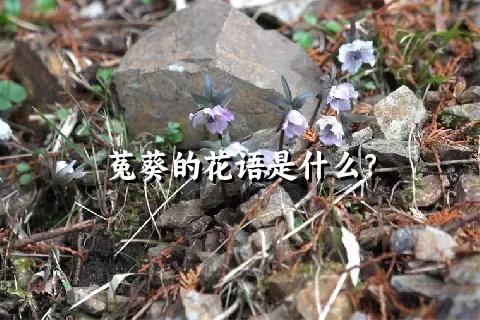 菟葵的花语是什么？