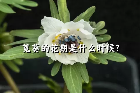 菟葵的花期是什么时候？