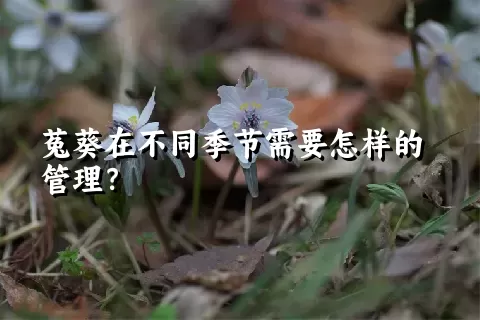 菟葵在不同季节需要怎样的管理？