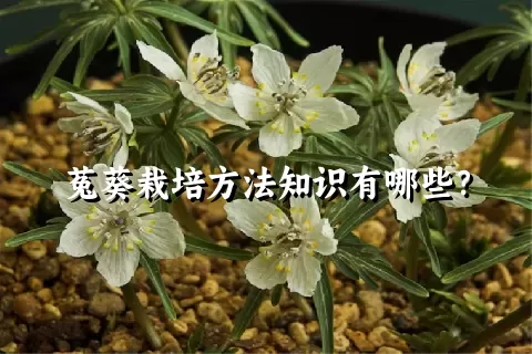 菟葵栽培方法知识有哪些？