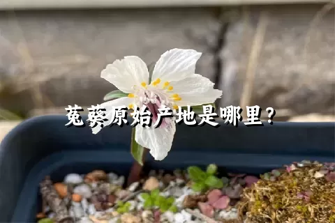 菟葵原始产地是哪里？