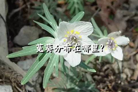 菟葵分布在哪里?