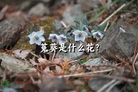 菟葵是什么花？