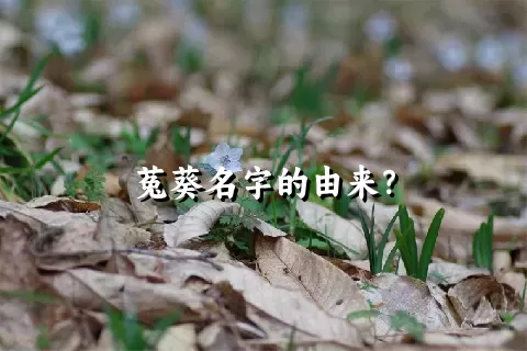 菟葵名字的由来？